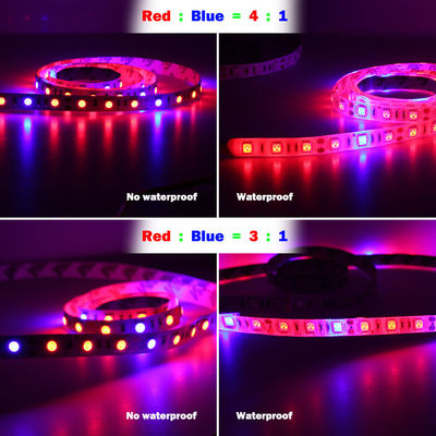 Le 5:1 bleu rouge de 4:1 de 3:1 de DC12V DIY a mené la lumière 12V d'humeur élèvent les bandes légères pour des usines